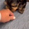 Yorkshire Terrier Teacup Yorkie puppies available text: 4056878571