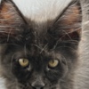 Maine Coon Black Maine coon girl