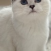 British Shorthair Olga Vlasevich