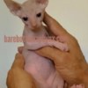 Sphynx Sphynx male kittens very sweet