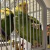 Amazon Parrot Double Yellow Amazon Pair