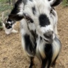 Sheep & Goats Nigerian Dwarf Goats