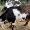Sheep & Goats Nigerian Dwarf Goats