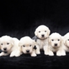Golden Retriever Golden Retriever Puppies