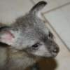 Fox Bat eared fox