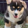 Welsh Corgi, Pembroke Beautiful American Corgi Puppies