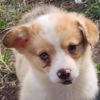 Welsh Corgi, Pembroke Beautiful American Corgi Puppies