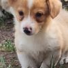 Welsh Corgi, Pembroke Beautiful American Corgi Puppies