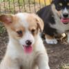 Welsh Corgi, Pembroke Beautiful American Corgi Puppies