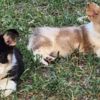 Welsh Corgi, Pembroke Beautiful American Corgi Puppies