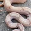 Snakes Boa Constrictor Babies