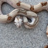 Snakes Boa Constrictor Babies