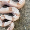 Snakes Boa Constrictor Babies
