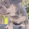 French Bulldog Lilac and tan quad carrier girl Available