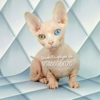 Sphynx California bullycats sphynx bambino