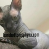Sphynx California bullycats sphynx bambino