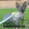 Sphynx California bullycats sphynx bambino