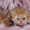 Persian Pretty Persian and British Longhair Kittens for Sale