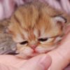 Persian Pretty Persian and British Longhair Kittens for Sale