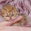 Persian Pretty Persian and British Longhair Kittens for Sale
