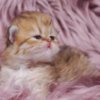 Persian Pretty Persian and British Longhair Kittens for Sale