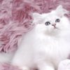 Persian Pretty Persian and British Longhair Kittens for Sale