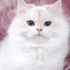 Persian Pretty Persian and British Longhair Kittens for Sale