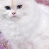 Persian Pretty Persian and British Longhair Kittens for Sale