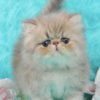 Persian Pretty Persian and British Longhair Kittens for Sale