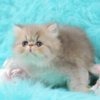 Persian Pretty Persian and British Longhair Kittens for Sale