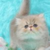 Persian Pretty Persian and British Longhair Kittens for Sale