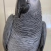 African Grey Parrot African grey female parrot
