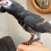 African Grey Parrot Super tame African grey