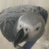 African Grey Parrot Talking  African Grey Parrots for Christmas