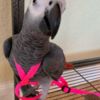 African Grey Parrot Talking  African Grey Parrots for Christmas