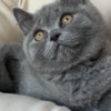 Scottish Fold Best kittens ever