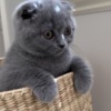 Scottish Fold Best kittens ever