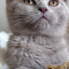 Scottish Fold Best kittens ever