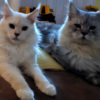 Maine Coon DreamCoon Maine Coon cattery