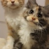 Maine Coon DreamCoon Maine Coon cattery