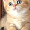 British Shorthair British Shorthair Availabe kittens