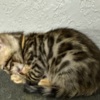 Bengal Brown Bengal kitten