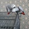 African Grey Parrot Bonded African Grey Parrots with Cage