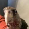 Parrot Cape Parrot