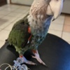 Parrot Cape Parrot