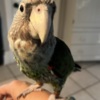 Parrot Cape Parrot