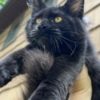 Maine Coon Black female Maine Coon