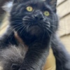 Maine Coon Black female Maine Coon