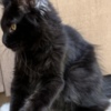 Maine Coon Black female Maine Coon