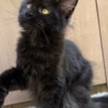 Maine Coon Black female Maine Coon